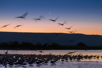 Birds in flight. A silhouettes of cranes in flight. Flock of cranes flies at sunset. Foggy morning, Sunrise sky background. Common Crane, Grus grus or Grus Communis, with moon background 