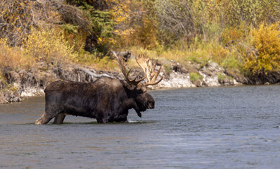 Bull Moose in a River During the Rut in Wyoming in Autumn