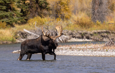 Bull Moose in a River During the Rut in Wyoming in Autumn