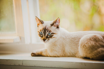 A cute beautiful kitten is lying on a white windowsill near an open window on a sunny summer day. A pet.