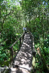 Rainforest trail at God's window in South Africa