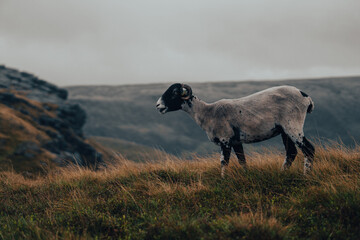 Close up photo of a wild goat on top of a green mountain