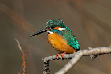 ライトグリーンの羽のカワセミ