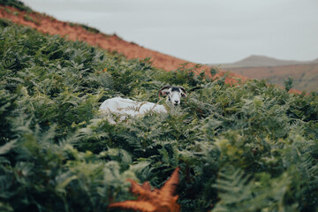 Close up photo of a wild goat on top of a green mountain