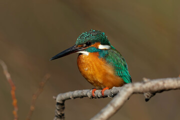 水場の枝にとまるカワセミ
