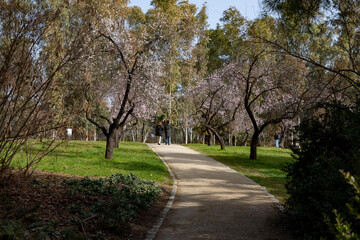 Quinta de los Molinos. Flower. Spring. Community of Madrid park at the time of the flowering of almond and cherry trees in the streets of Madrid, in Spain. Spring 2023.