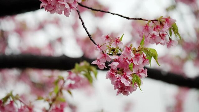 雨も滴る美しい河津桜