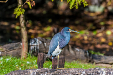 A view of a Tri-Colored Heron beside a lake near Fort Lauderdale, Florida on bright sunny day