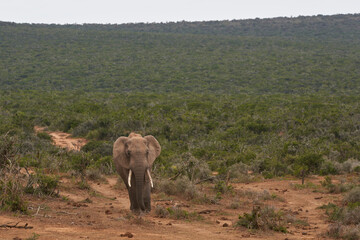 Fototapeta na wymiar Male African elephant (Loxodonta africana) waiting to drink at a waterhole in Addo Elephant National Park, Western Cape, South Africa