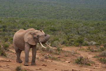 Fototapeta na wymiar Male African elephant (Loxodonta africana) waiting to drink at a waterhole in Addo Elephant National Park, Western Cape, South Africa