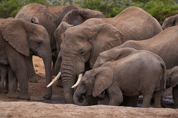 Fototapeta premium African elephants (Loxodonta africana) drinking at a waterhole in Addo Elephant National Park, Western Cape, South Africa
