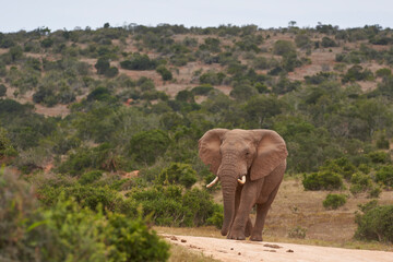 Obraz premium Male African elephant (Loxodonta africana) waiting to drink at a waterhole in Addo Elephant National Park, Western Cape, South Africa