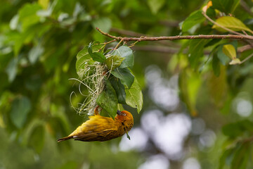 Cape Weaver (Ploceus capensis) building a nest in a tree above a pond in the Eastern Cape of South Africa