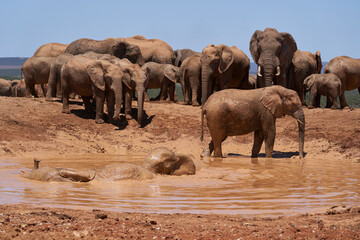 African elephants (Loxodonta africana) bathing at a muddy waterhole in Addo Elephant National Park, Western Cape, South Africa