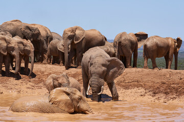 African elephants (Loxodonta africana) bathing at a muddy waterhole in Addo Elephant National Park,...