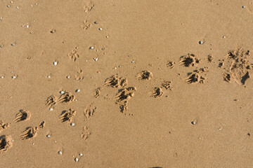 footprints on the beach