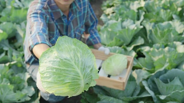 farmer show fresh vegetables and no chemical, cabbage harvest, natural selection, organic, harvest season, agricultural business owner, young smart framing, healthy, farm and garden direct, non toxic