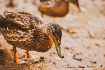 Two cute ducks with brown plumage are walking along the muddy shore of the pond. River animals.
