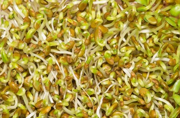 Alfalfa sprouts lucerne macro healthy food plant legume vegetable vegan.