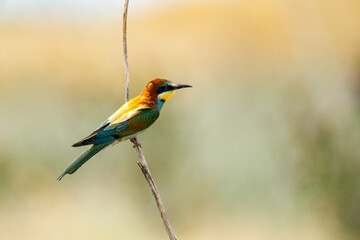 Colorful Bee Eater in the Danube Delta