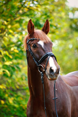 Obraz premium Horse separated in close-up, head, neck, attentively looking to the left, green leaves and bushes in the background..