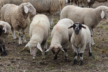 Obraz premium schafe