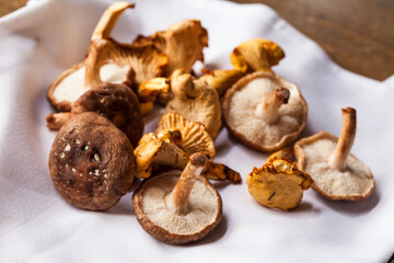 Obraz na płótnie Canvas Shiitake Mushrooms photographed Closeup