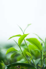 green leaves on a branch