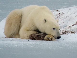 Obraz na płótnie Canvas Relaxed polar bear