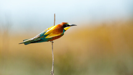 Colorful Bee Eater in the Danube Delta