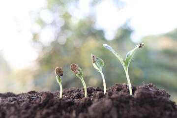 small sprout plant growing closeup