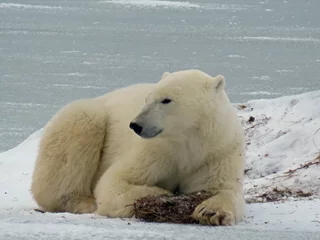 Fotobehang polar bear on the ice © Margaret