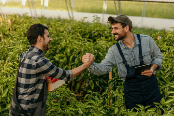 Two male farmers greet while working in a greenhouse, picking up fresh tomatoes and pepper.