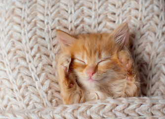 Cute little red kitten sleeps on fur blanket