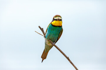 Colorful Bee Eater in the Danube Delta