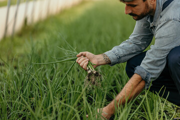 Male farmer harvesting and taking out grown spring onion in a glasshouse.