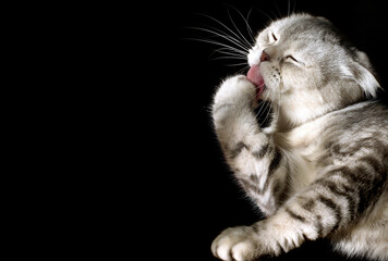 Gray cat on a black background. Place for text