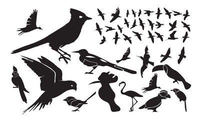 silhouettes of birds