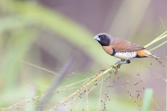 A chestnut-breasted mannikin on a grass stem