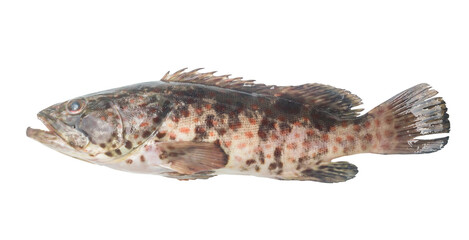 Fresh red spot grouper isolated on white background with clipping path in png file format, Close up...