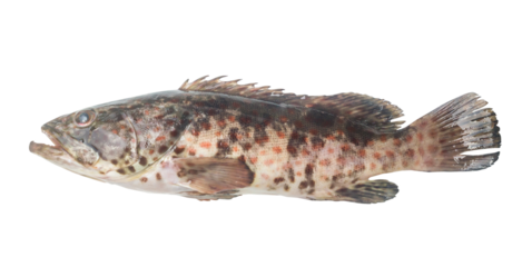 Fresh red spot grouper isolated on white background with clipping path in png file format, Close up photo of big sea fish