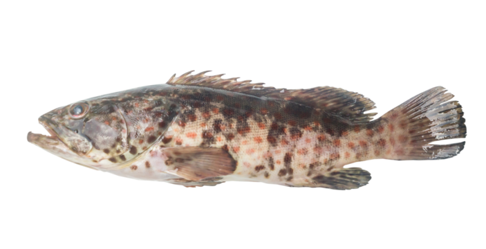 Fresh red spot grouper isolated on white background with clipping path in png file format, Close up photo of big sea fish