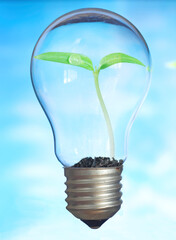 Small plant growing inside a lightbulb. Light Bulb with sprout inside. Green energy and environmental conservation concept.