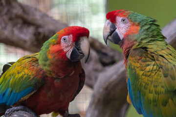 blue and yellow macaw