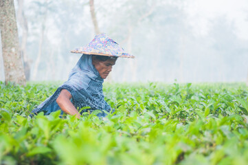 Picture of a poor tea garden woman worker