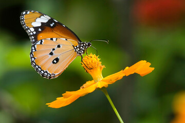 Obraz na płótnie Canvas Schmetterling auf einer Blume