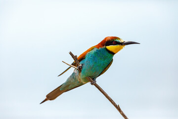 Colorful Bee Eater in the Danube Delta