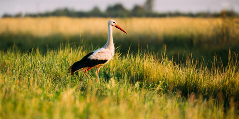 Obraz na płótnie Canvas Adult European White Stork Standing In Green Summer Grass. Wild Field Bird In Sunset Time.