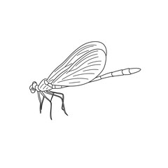 drawing of sitting dragonfly in line style