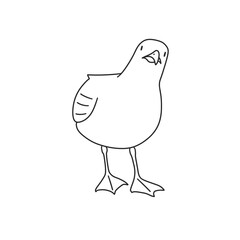 the seagull tilted its head and looks suspiciously.  line style